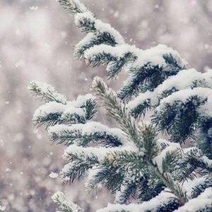 Meet your Posher, Ross